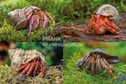 Terrarientier laden 13 5 Kleine Landeinsiedlerkrebse, Coenobita Spec.