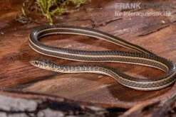 Ägyptische Sandrennnatter, Psammophis Sibilans