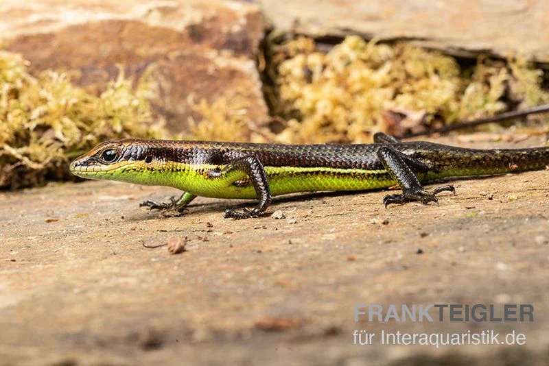 Afrika-Skink, Trachylepis Polytropis 2 Afrika-Skink, Trachylepis Polytropis – Bild 2