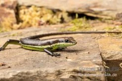 Afrika-Skink, Trachylepis Polytropis 5 Afrika-Skink, Trachylepis Polytropis -Terrarientier laden Afrika Skink Trachylepis polytropis 3