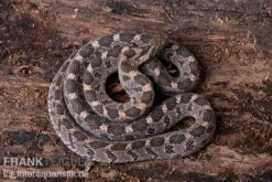 Afrikanische Eierschlange, Dasypeltis Scabra -Terrarientier laden Afrikanische Eierschlange Dasypeltis scabra neu 5
