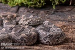 Afrikanische Eierschlange, Dasypeltis Scabra -Terrarientier laden Afrikanische Eierschlange Dasypeltis scabra neu 6
