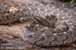 Afrikanische Eierschlange, Dasypeltis Scabra -Terrarientier laden Afrikanische Eierschlange Dasypeltis scabra neu 9