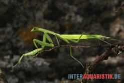 Afrikanische Gottesanbeterin, Sphodromantis Bioculata -Terrarientier laden Afrikanische Gottesanbeterin Sphodromantis bioculata 3