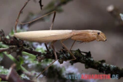 Afrikanische Gottesanbeterin, Sphodromantis Bioculata -Terrarientier laden Afrikanische Gottesanbeterin Sphodromantis bioculata 4