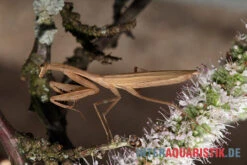 Afrikanische Gottesanbeterin, Sphodromantis Bioculata -Terrarientier laden Afrikanische Gottesanbeterin Sphodromantis bioculata 5