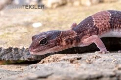 Afrikanischer Fettschwanzgecko, Hemitheconyx Caudicinctus 10 Afrikanischer Fettschwanzgecko, Hemitheconyx Caudicinctus -Terrarientier laden Afrikanischer Fettschwanzgecko Hemitheconyx caudicinctus 1