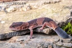 Afrikanischer Fettschwanzgecko, Hemitheconyx Caudicinctus 12 Afrikanischer Fettschwanzgecko, Hemitheconyx Caudicinctus -Terrarientier laden Afrikanischer Fettschwanzgecko Hemitheconyx caudicinctus 3
