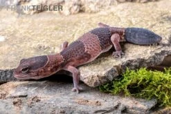 Afrikanischer Fettschwanzgecko, Hemitheconyx Caudicinctus 13 Afrikanischer Fettschwanzgecko, Hemitheconyx Caudicinctus -Terrarientier laden Afrikanischer Fettschwanzgecko Hemitheconyx caudicinctus 4