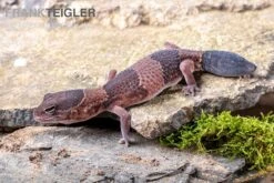 Afrikanischer Fettschwanzgecko, Hemitheconyx Caudicinctus 15 Afrikanischer Fettschwanzgecko, Hemitheconyx Caudicinctus -Terrarientier laden Afrikanischer Fettschwanzgecko Hemitheconyx caudicinctus neu 1