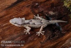 Afrikanischer Mauergecko, Tarentola Ephippiata -Terrarientier laden Afrikanischer Mauergecko Tarentola ephippiata 03