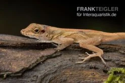 Kammanolis, Anolis Cristatellus 4 Kammanolis, Anolis Cristatellus -Terrarientier laden Anolis cristatellus Weibchen