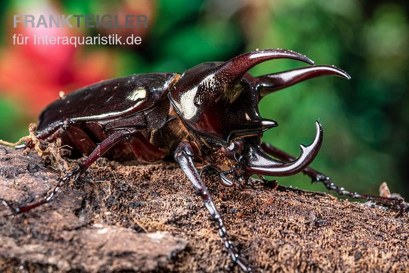Atlaskäfer, Chalcosoma Atlas 1 Atlaskäfer, Chalcosoma Atlas