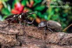 Atlaskäfer, Chalcosoma Atlas 7 Atlaskäfer, Chalcosoma Atlas -Terrarientier laden Atlaskaefer Chalcosoma atlas 3