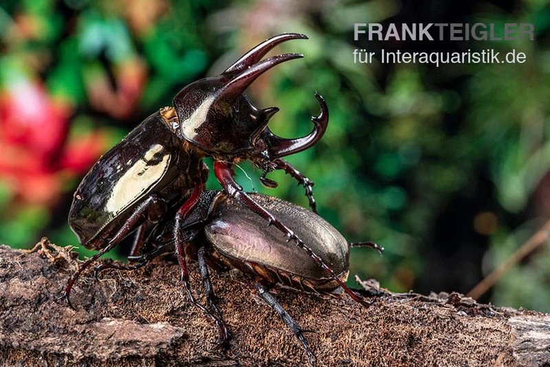 Atlaskäfer, Chalcosoma Atlas 5 Atlaskäfer, Chalcosoma Atlas – Bild 5