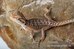 Bartagame, Pogona Vitticeps, Farbmix -Terrarientier laden Bartagame Pogona vitticeps Dunner Red Bearded Dragon 5