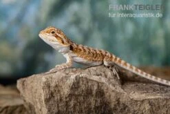 Bartagame, Pogona Vitticeps, Farbmix -Terrarientier laden Bartagame Pogona vitticeps Red Bearded Dragon 11