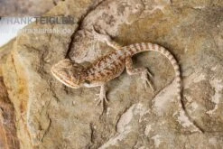 Bartagame, Pogona Vitticeps, Farbmix -Terrarientier laden Bartagame Pogona vitticeps Red Bearded Dragon 3