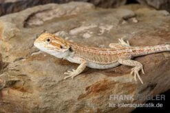 Bartagame, Pogona Vitticeps, Farbmix -Terrarientier laden Bartagame Pogona vitticeps Red Hypo Striped 8