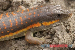 Berberskink, Eumeces Schneiderii -Terrarientier laden Berberskink Eumeces schneiderii neu 3