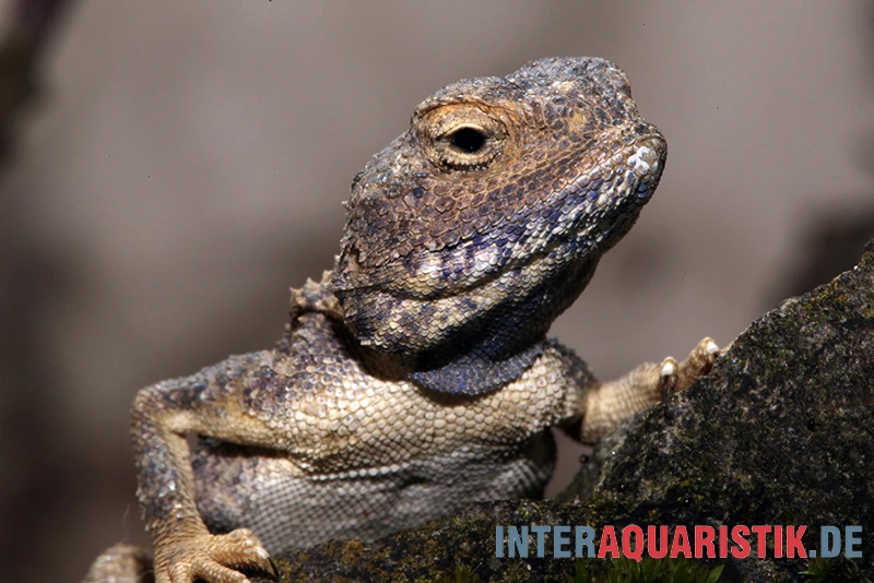 Blasse Wüstenagame, Trapelus Pallidus 1 Blasse Wüstenagame, Trapelus Pallidus