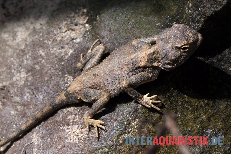 Blasse Wüstenagame, Trapelus Pallidus 3 Blasse Wüstenagame, Trapelus Pallidus – Bild 3