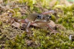 Blauer Korallenfinger-Laubfrosch, Litoria Caerulea 7 Blauer Korallenfinger-Laubfrosch, Litoria Caerulea -Terrarientier laden Blauer Korallenfinger Laubfrosch Litoria caerulea 03