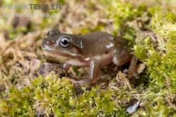 Blauer Korallenfinger-Laubfrosch, Litoria Caerulea 8 Blauer Korallenfinger-Laubfrosch, Litoria Caerulea -Terrarientier laden Blauer Korallenfinger Laubfrosch Litoria caerulea 04