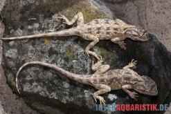 Blaukehl-Agame, Trapelus Savignii 5 Blaukehl-Agame, Trapelus Savignii -Terrarientier laden Blaukehl Agame Trapelus savignii 3