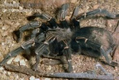 Blaustrahlige Riesenvogelspinne, Pamphobeteus Nigricolor