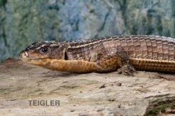 Braune Schildechse, Gerrhosaurus Major -Terrarientier laden Braune Schildechse Gerrhosaurus major 1