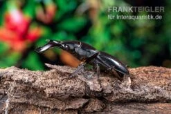 Bucephalus-Hirschkäfer, Dorcus Bucephalus -Terrarientier laden Bucephalus Hirschkaefer Dorcus bucephalus 4