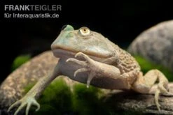 Budgett`s-Frosch, Lepidobatrachus Laevis