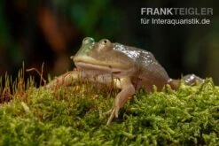 Budgett`s-Frosch, Lepidobatrachus Laevis -Terrarientier laden Budgetts Frosch Lepidobatrachus laevis 3
