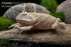Budgett`s-Frosch, Lepidobatrachus Laevis -Terrarientier laden Budgetts Frosch Lepidobatrachus laevis 4