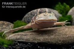 Budgett`s-Frosch, Lepidobatrachus Laevis -Terrarientier laden Budgetts Frosch Lepidobatrachus laevis 5