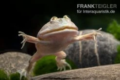 Budgett`s-Frosch, Lepidobatrachus Laevis -Terrarientier laden Budgetts Frosch Lepidobatrachus laevis 6