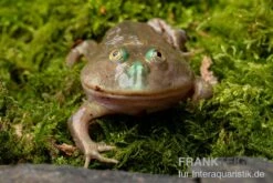 Budgett`s-Frosch, Lepidobatrachus Laevis -Terrarientier laden Budgetts Frosch Lepidobatrachus laevis 8
