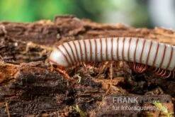 Caudulanus-Tausendfüßer, Spirobolus Caudulanus -Terrarientier laden Caudulanus Tausendfuesser Spirobolus caudulanus 3