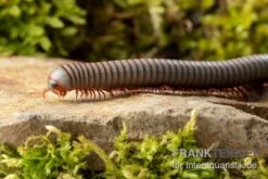 Caudulanus-Tausendfüßer, Spirobolus Caudulanus -Terrarientier laden Caudulanus Tausendfuesser Spirobolus caudulanus 4
