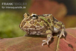 Pacman-Frog, Schmuckhornfrosch, Ceratophrys Cranwelli -Terrarientier laden Ceratophrys ornata schmuckhornfrosch