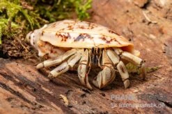 5 Kleine Landeinsiedlerkrebse, Coenobita Spec. -Terrarientier laden Coenobita White Tiger 8