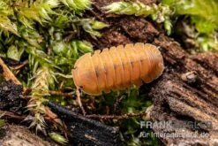 Mandarin-Assel, Cubaris Sp. “RubberduckyMandarin” -Terrarientier laden Cubaris sp Rubberducky Mandarin Assel