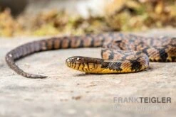 Diamant-Schwimmnatter, Nerodia Rhombifer -Terrarientier laden Diamant Schwimmnatter Nerodia rhombifer 3