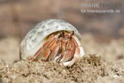 5 Kleine Landeinsiedlerkrebse, Coenobita Spec. -Terrarientier laden Einsiedlerkrebs 2 1