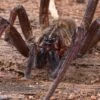 Fishing Spider, Dolomedes Sp. Nigeria