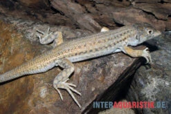 Franseneidechse, Acanthodactylus Boskianus -Terrarientier laden Franseneidechse Acanthodactylus boskianus 3