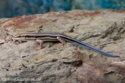 Fünfstreifenskink, Trachylepis Quinquetaeniata 11 Fünfstreifenskink, Trachylepis Quinquetaeniata -Terrarientier laden Fuenfstreifenskink Trachylepis quinquetaeniata 3 neu jpg