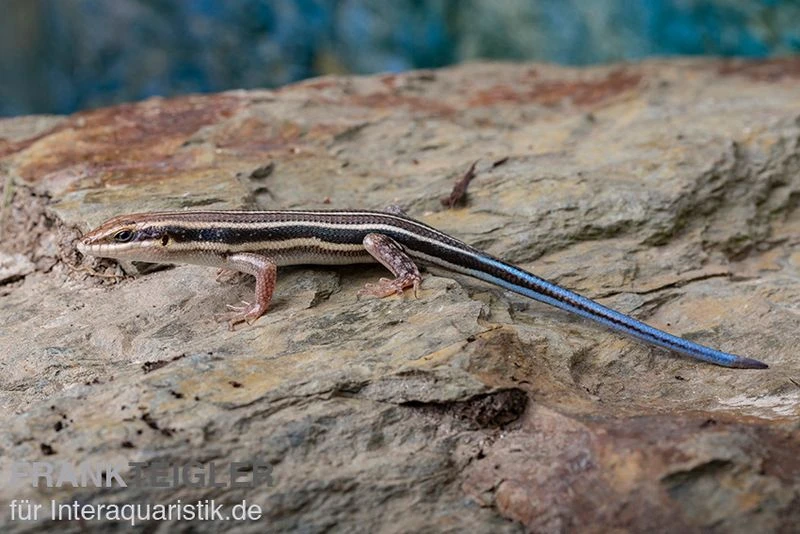 Fünfstreifenskink, Trachylepis Quinquetaeniata 3 Fünfstreifenskink, Trachylepis Quinquetaeniata – Bild 3