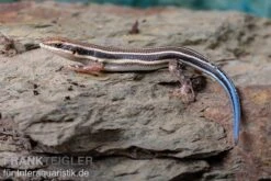Fünfstreifenskink, Trachylepis Quinquetaeniata 12 Fünfstreifenskink, Trachylepis Quinquetaeniata -Terrarientier laden Fuenfstreifenskink Trachylepis quinquetaeniata 4 neu jpg